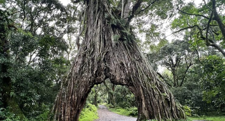 ARUSHA BIG TREE