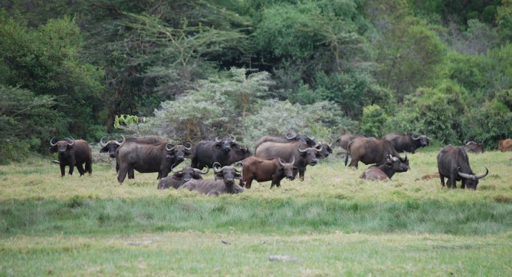 ARUSHA NP