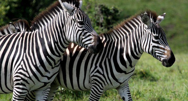 Arusha National Park6