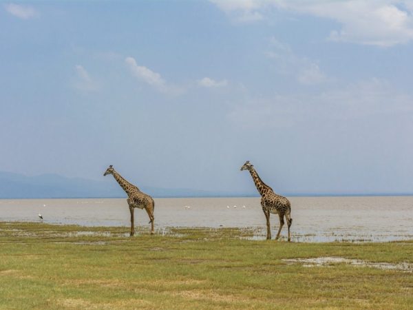 Lake Manyara National Park3
