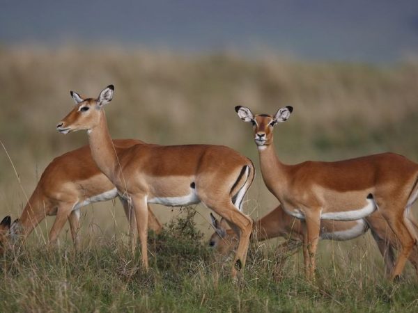 Lake Manyara National Park4