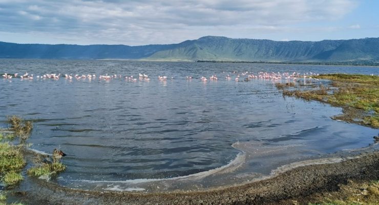crater flamingos